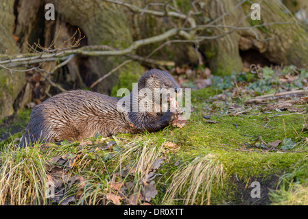 Europaeischer Fischotter, Lutra lutra, european fish otter Stock Photo