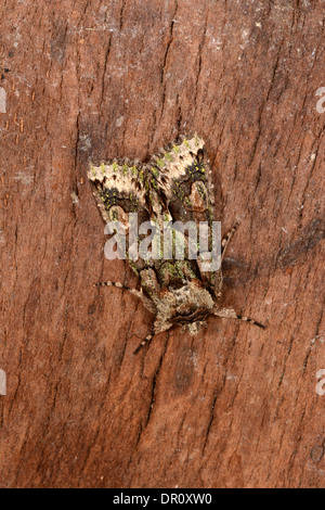 Green-brindled Crescent (Allophyes oxyacanthae) adult at rest on bark, Oxfordshire, England, September Stock Photo