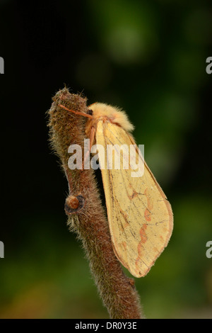 Ghost Swift Moth (Hepialus humuli) female at rest on twig, Oxfordshire, July Stock Photo