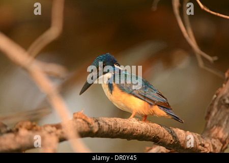 Half-collared Kingfisher (Alcedo semitorquata) percehd on branch, Kafue National Park, Zambia, September Stock Photo