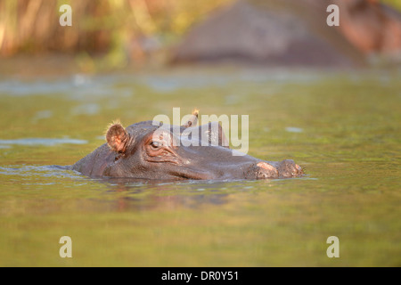 Hippopotamus (Hippopotamus amphibius) submerged with eyes and ears just above surface, Kafue National Park, Zambia, September Stock Photo