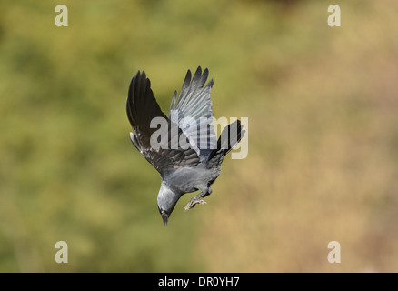 Jackdaw (Corvus monedula) in flight, about to dive, Oxfordshire, England, March Stock Photo