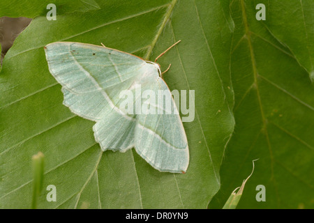 Small Grass Emerald Moth (Chlorissa viridata) adult at rest on leaf, Oxfordshire, England, July Stock Photo