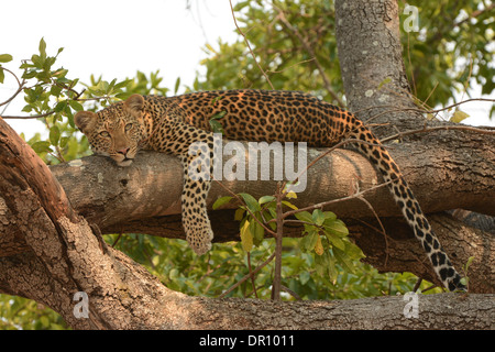 African Leopard (Panthera pardus) female lying along horizontal tree branch, Kafue National Park, Zambia, September Stock Photo