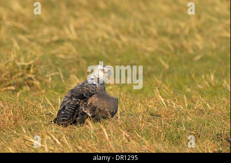 Martial Eagle (Polemaetus bellicosus) juvenile on the ground mantling, protecting prey, Kafue National Park, Zambia, September Stock Photo