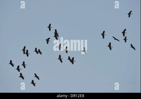 African Openbill Stork (Anastomus lamelligerus) flock in flight, Kafue National Park, Zambia, September Stock Photo