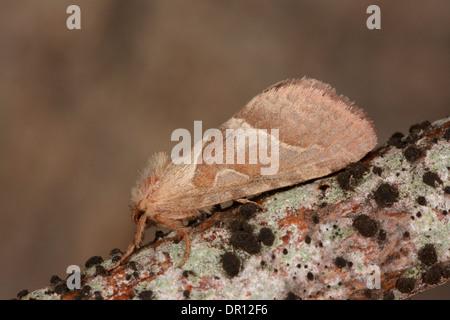 Orange Swift Moth (Hepialus sylvina) female at rest on twig, Oxfordshire, England, August Stock Photo