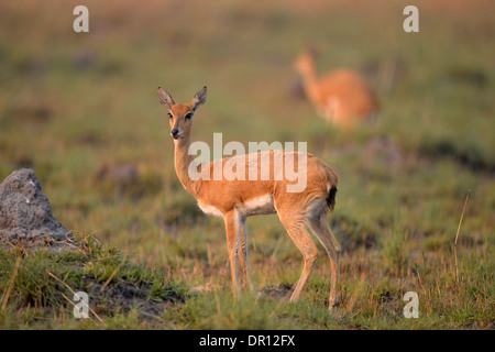 Oribi (Ourebia ourebi) female standing up, Kafue National Park, Zambia, September Stock Photo