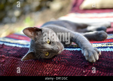 A sleepy young grey cat laying on bench covered with colorful rug on a sunny day outside in the garden. Stock Photo