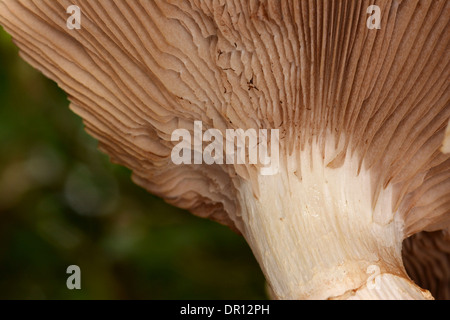 Dryad's Saddle or Pheasant's Back Mushroom Fungus (Polyporus squamosus) view of underside, growing on dead Lime Tree, Oxfordshir Stock Photo