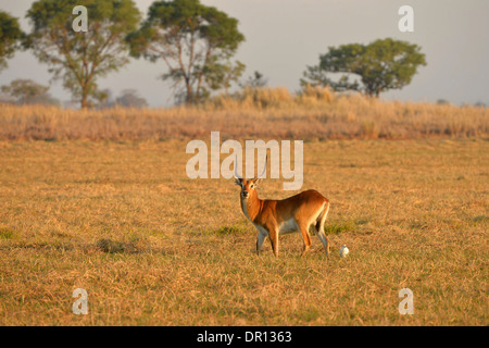 Red Lechwe (Kobus leche) male standing on grass plain, Kafue National Park, Zambia, September Stock Photo