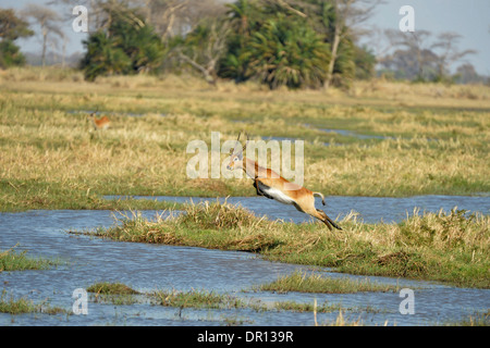 Red Lechwe (Kobus leche) male jumping over water, Kafue National Park, Zambia, September Stock Photo