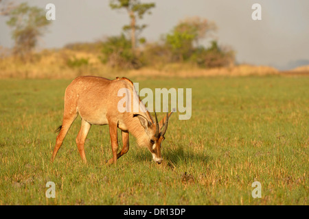 Roan Antelope (Hippotragus equinus) feeding on grassy plain, Kafue National Park, Zambia, September Stock Photo