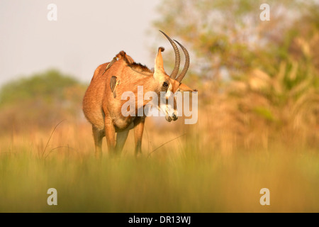 Roan Antelope (Hippotragus equinus) feeding on grassy plain, Kafue National Park, Zambia, September Stock Photo