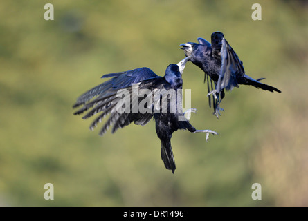 Rook (Corvus frugilegus) two birds fighting in mid-air, Oxfordshire, England, March Stock Photo