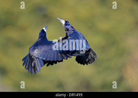 Rook (Corvus frugilegus) two birds fighting in mid-air, Oxfordshire, England, March Stock Photo