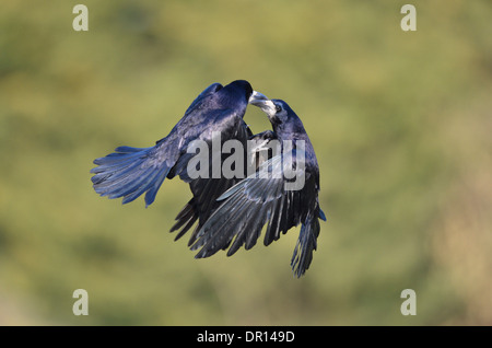 Rook (Corvus frugilegus) two birds fighting in mid-air, Oxfordshire, England, March Stock Photo