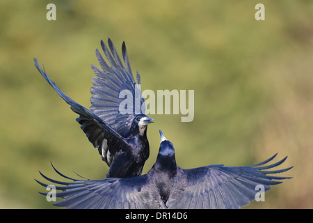 Rook (Corvus frugilegus) two birds fighting, Oxfordshire, England, March Stock Photo