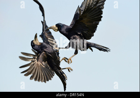 Rook (Corvus frugilegus) two birds fighting in mid-air, Oxfordshire, England, March Stock Photo