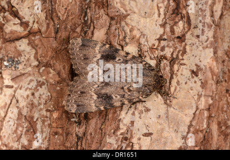 Copper Underwing Moth (Amphipyra pyramidea) adult at rest on tree trunk, Oxfordshire, England, August