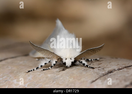 White Satin Moth (Leucoma salicis) male at rest on silver birch, showing antennae, Oxfordshire, England, July Stock Photo