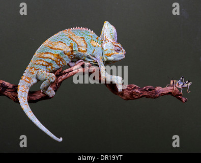 Veiled Chameleon and Prey Chamaeleo calyptratus Stock Photo