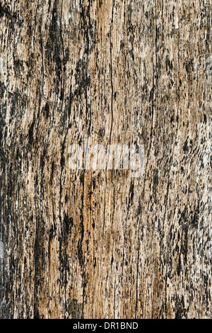 Deep cracks in old piece of wood in brown color Stock Photo