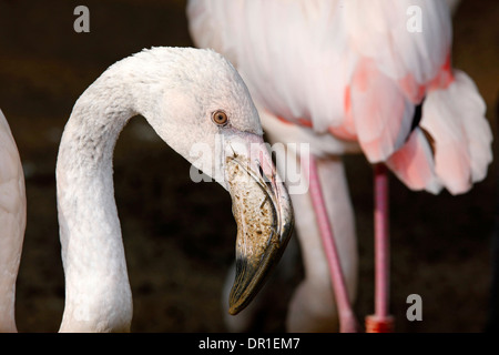 Roseate Flamingo (Phoenicopterus roseus) immature close-up, Stock Photo