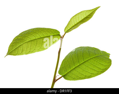Hackberry leaves isolated on a white background Stock Photo