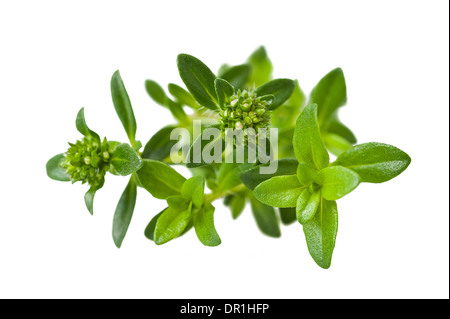Summer savory sprig isolated on white Stock Photo