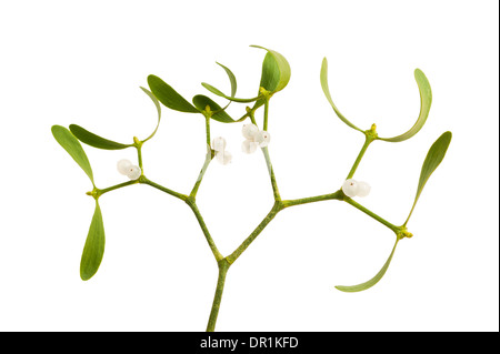 mistletoe branch with berries isolated on white Stock Photo