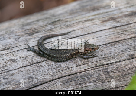Common or viviparous lizard (Zootoca vivipara)