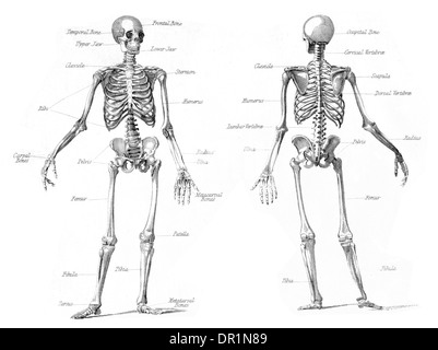 Anatomy and Physiology Human Skeleton Stock Photo