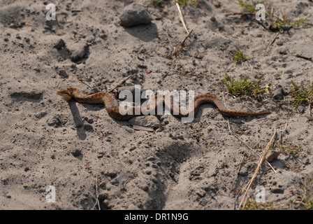 Adder (Vipera berus). Female crossing a sandy heathland track. Stock Photo