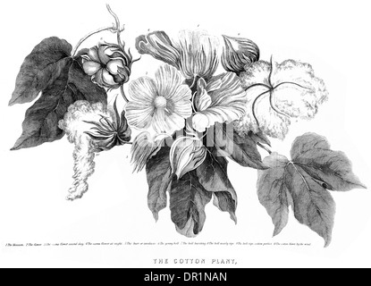 Cotton Plant Gossypium cotton genus. Gossypieae, mallow family, Malvaceae, native tropical subtropical Old and New World Stock Photo