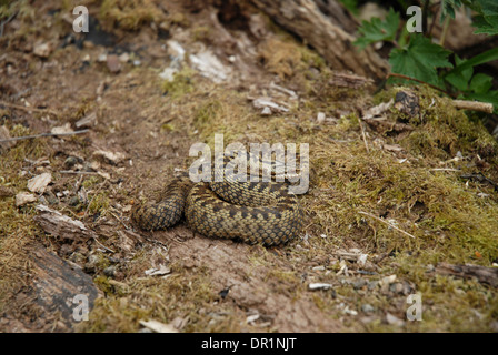 Adder (Vipera berus). Female Stock Photo