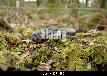 Grass snake (Natrix natrix) using it's tongue to taste the air.Recent research has suggested this animal be reclassified as Natrix helvetica. Stock Photo