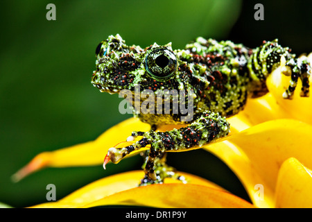 Vietnamese mossy frog (Theloderma corticale) Stock Photo