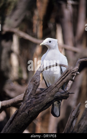 Australia, wildlife, birds, Torresian Imperial Pigeon. Stock Photo
