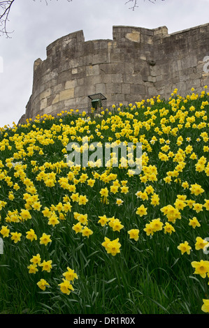 Bright yellow daffodils in bloom on steep grassy slope of embankment by ancient defensive stone walls high above - York, North Yorkshire, England, UK. Stock Photo