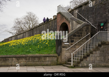 Ancient historic city walls (2 people walk, yellow spring daffodils on steep embankment, steps lead up to high walkway) - York, Yorkshire, England, UK Stock Photo