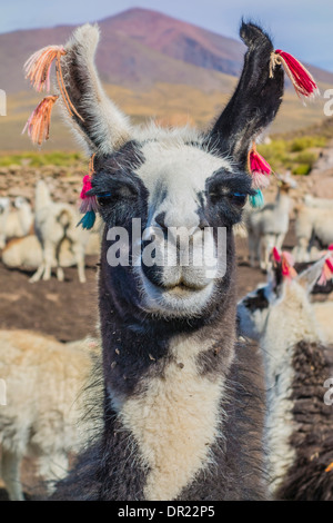 Head and neck  of a llama  facing forward with ears 