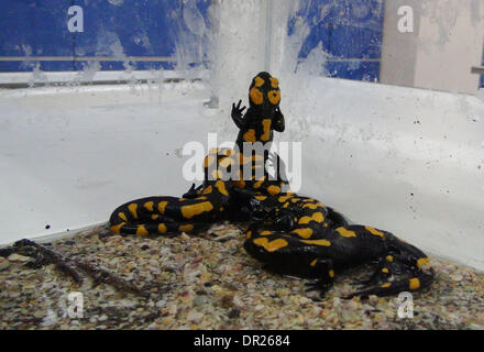 Hatay, Turkey . 17th Jan, 2014. The four smuggled fire salamanders are seen crawling in the box at the Hatay Airport, Turkey, Jan. 16, 2014. Four smuggled fire salamanders also known as Turkish salamander have been seized at the Hatay Airport on Thursday. The officials found the endangered salamanders in a plastic box hidden in a passenger's luggage. The spotted salamanders usually inhabit in forests in southern Turkish provinces of Hatay, Adana and Kahramanmaras. Credit:  Xinhua/Alamy Live News Stock Photo