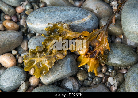 A piece of Bladder Wrack on the pebbly shore Stock Photo