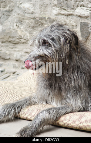 A hunting dog licking its lips while sitting down on a rug. Stock Photo