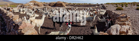 Panoramic image of a herd of black white and brown llamas in a rock wall enclosure in Tahua, Bolivia by the Salar de Uyuni. Stock Photo