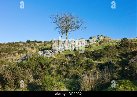 Moon rise over granite dry stone wall with Rowan trees, West Dart Valley, Dartmoor, Devon, England Stock Photo