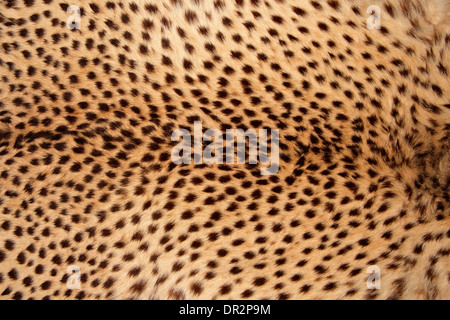 Close-up view of the skin of a cheetah (Acinonyx jubatus) Stock Photo