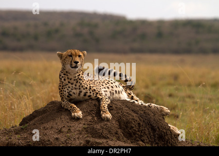 Cheetah, Acinonyx jubatus relaxing on a termite mound Stock Photo