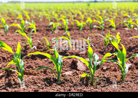 Corn fields sprouts in rows in California agriculture plantation USA Stock Photo